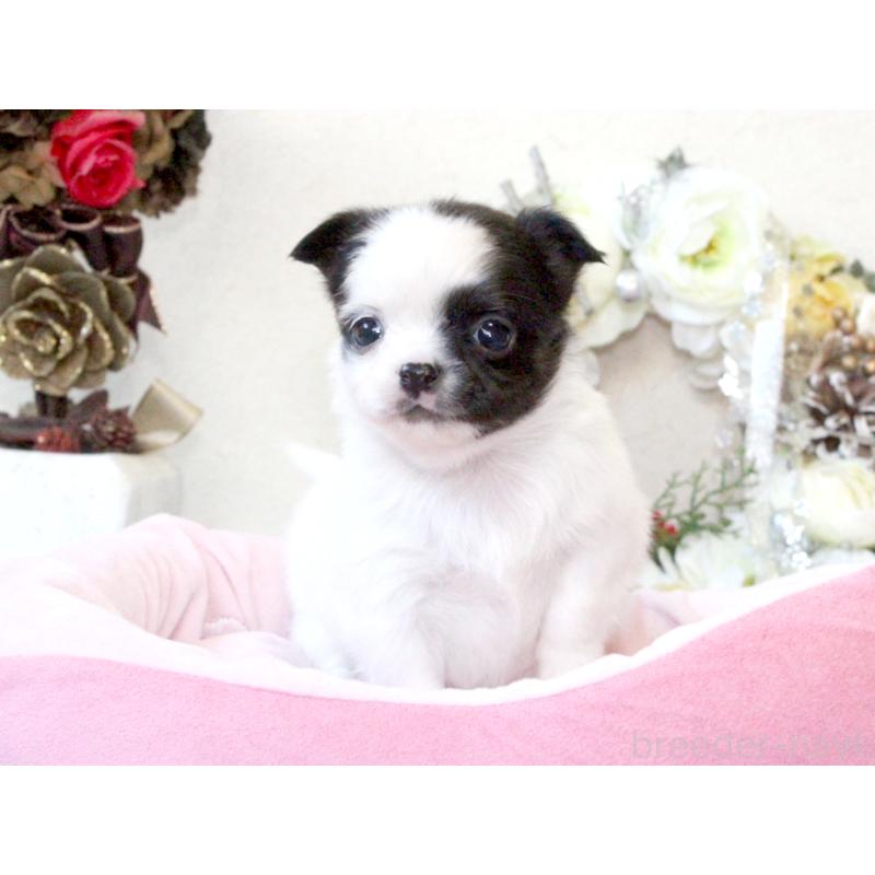 販売中の兵庫県のチワワ(ロングコート)-431026の10枚目