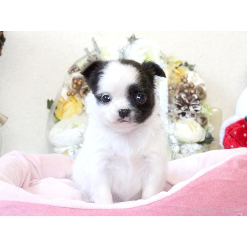 販売中の兵庫県のチワワ(ロングコート)-431026の9枚目