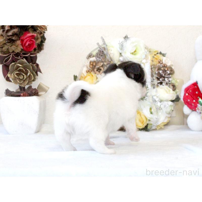 販売中の兵庫県のチワワ(ロングコート)-431026の7枚目