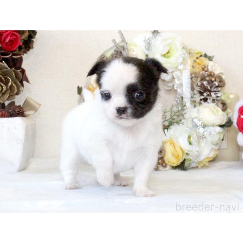 販売中の兵庫県のチワワ(ロングコート)-431026の6枚目