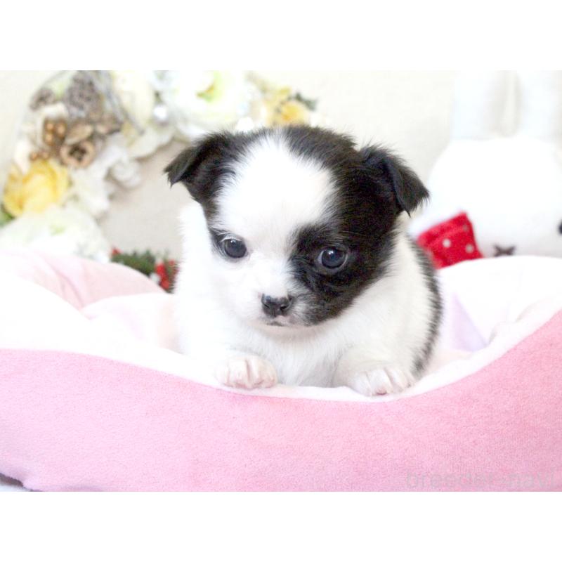 販売中の兵庫県のチワワ(ロングコート)-431026の5枚目