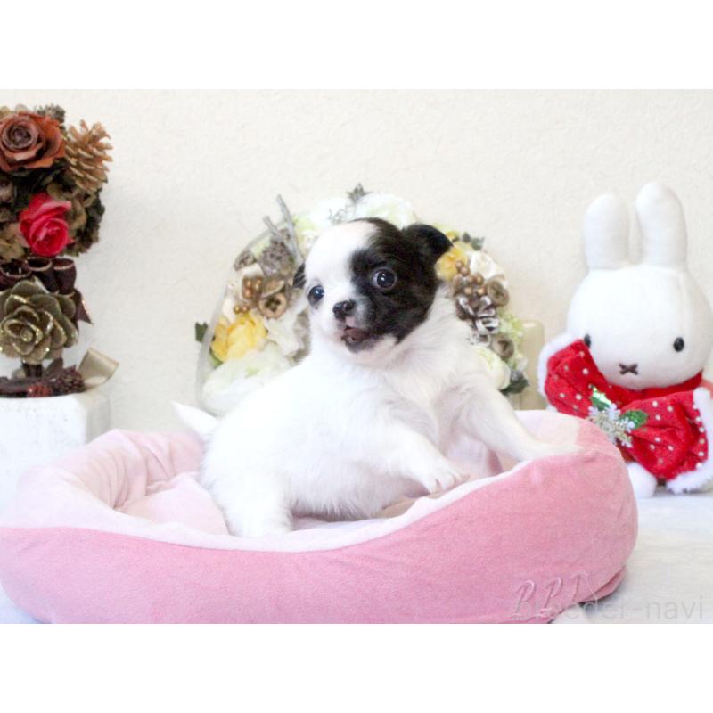 販売中の兵庫県のチワワ(ロングコート)-431026の4枚目