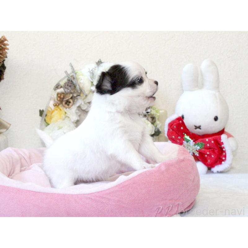 販売中の兵庫県のチワワ(ロングコート)-431026の3枚目