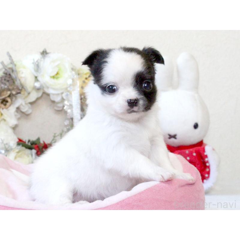 販売中の兵庫県のチワワ(ロングコート)-431026の2枚目