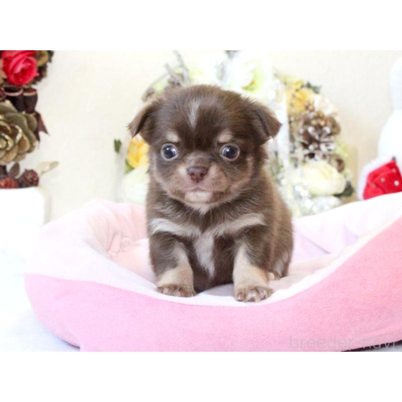 販売中の兵庫県のチワワ(ロングコート)-431027の10枚目