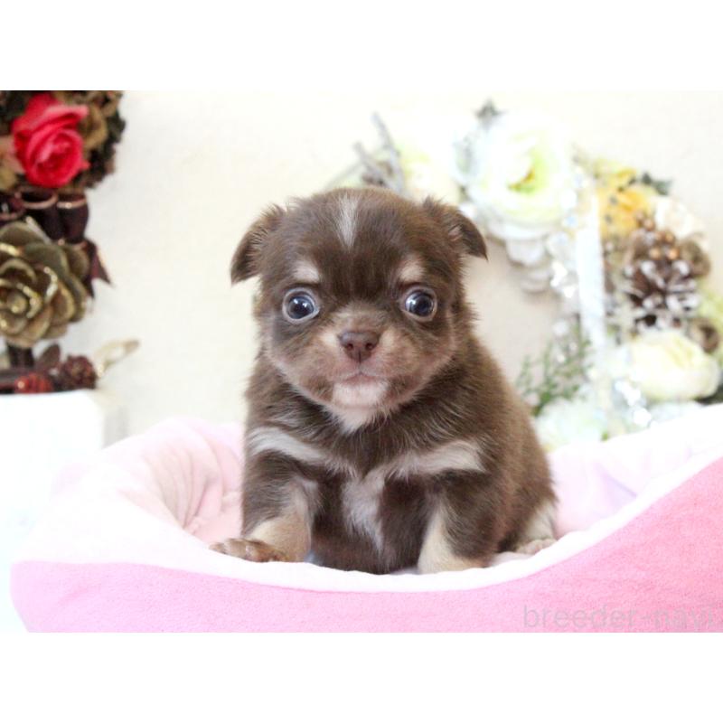 販売中の兵庫県のチワワ(ロングコート)-431027の9枚目