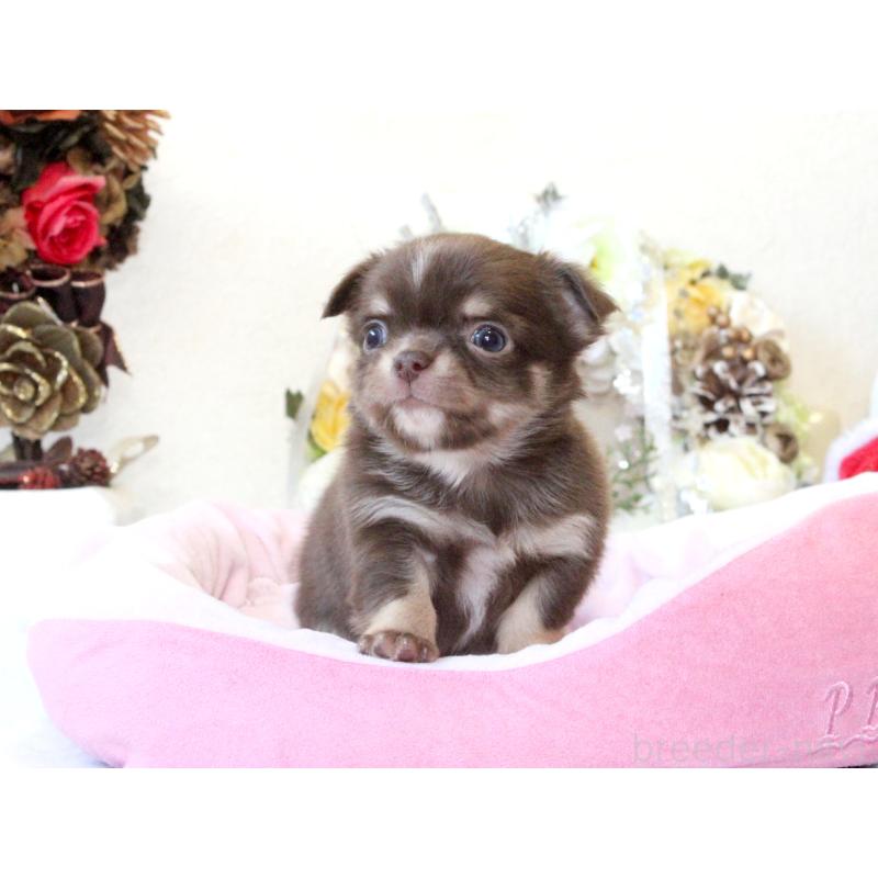 販売中の兵庫県のチワワ(ロングコート)-431027の8枚目