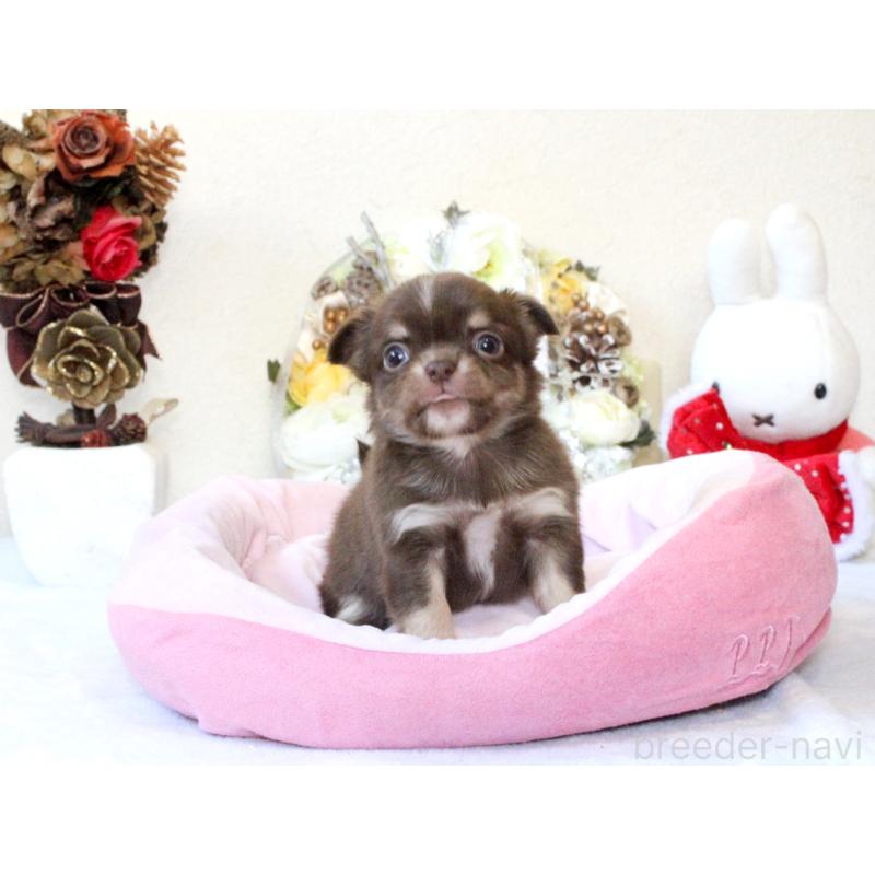 販売中の兵庫県のチワワ(ロングコート)-431027の7枚目