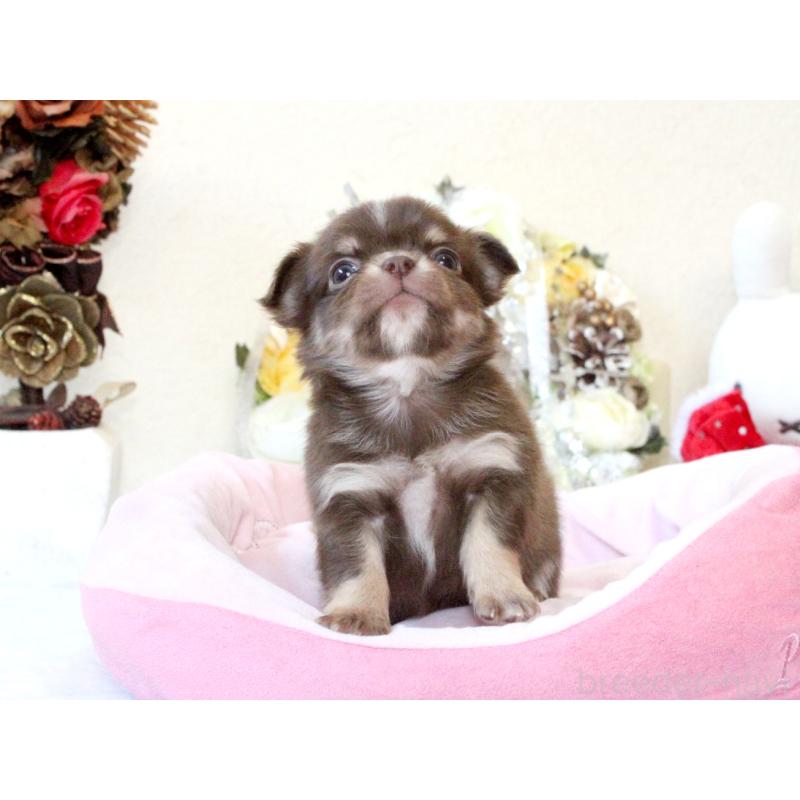 販売中の兵庫県のチワワ(ロングコート)-431027の6枚目