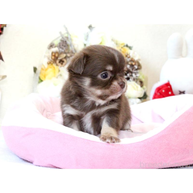 販売中の兵庫県のチワワ(ロングコート)-431027の5枚目