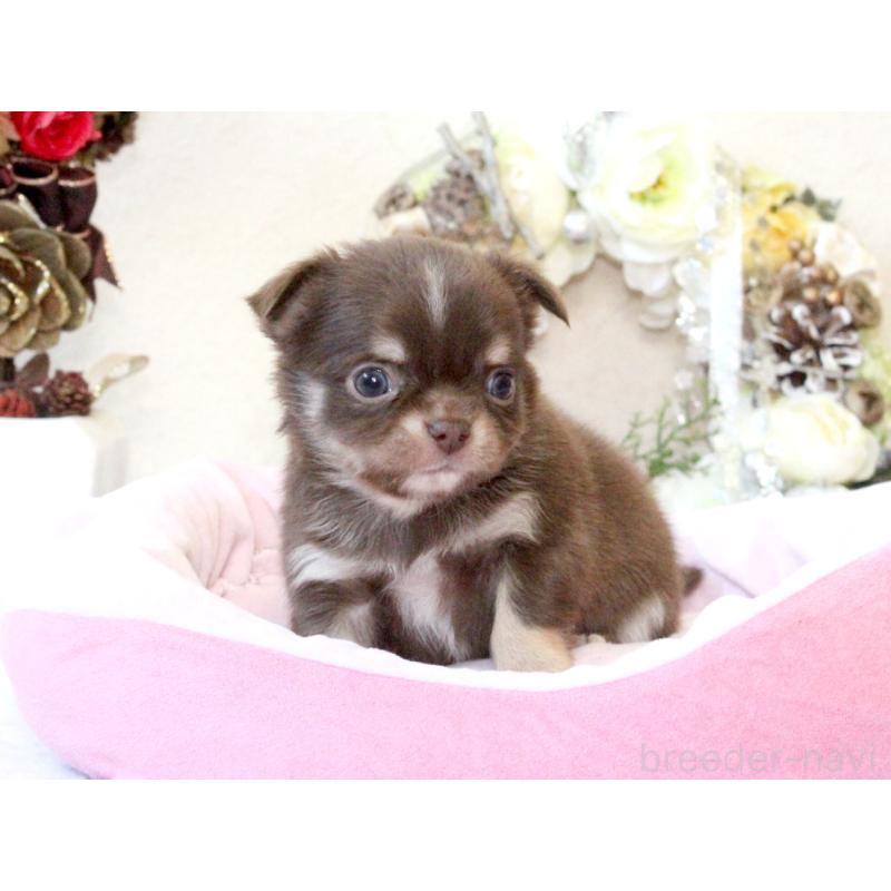 販売中の兵庫県のチワワ(ロングコート)-431027の4枚目