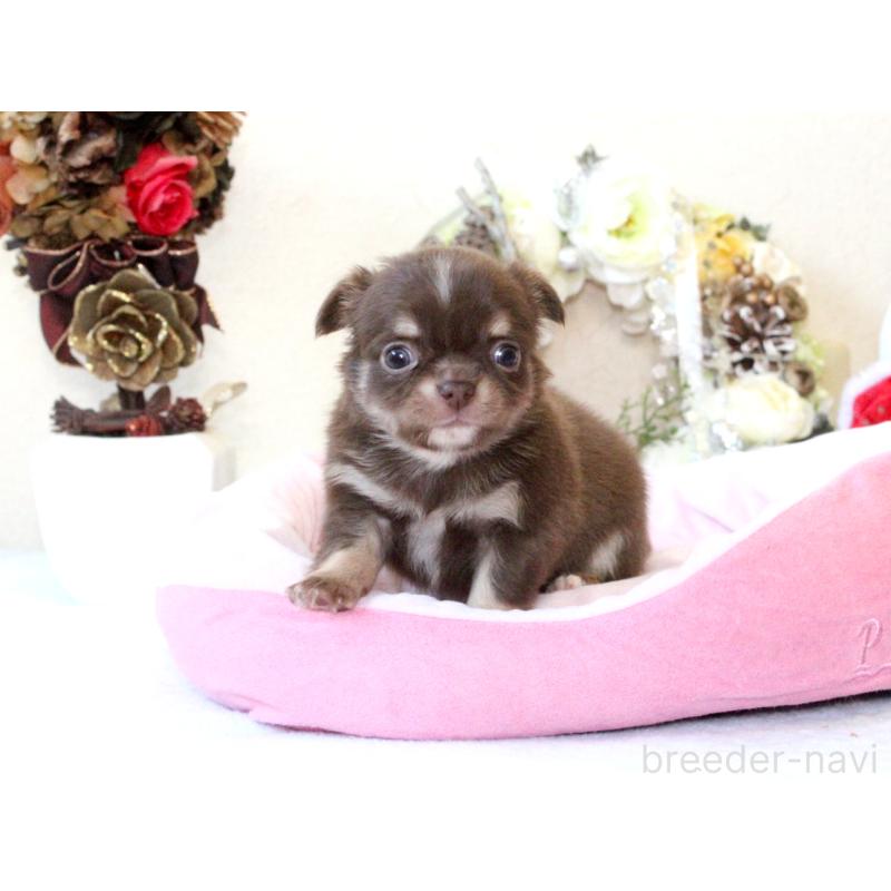 販売中の兵庫県のチワワ(ロングコート)-431027の3枚目