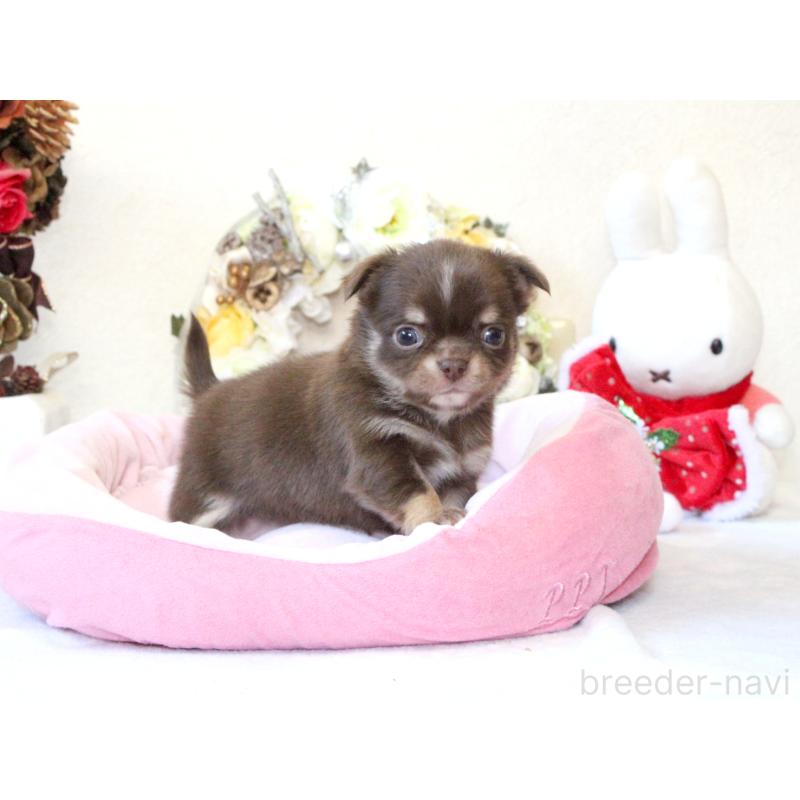 販売中の兵庫県のチワワ(ロングコート)-431027の2枚目