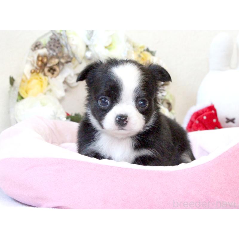 販売中の兵庫県のチワワ(ロングコート)-431029の11枚目