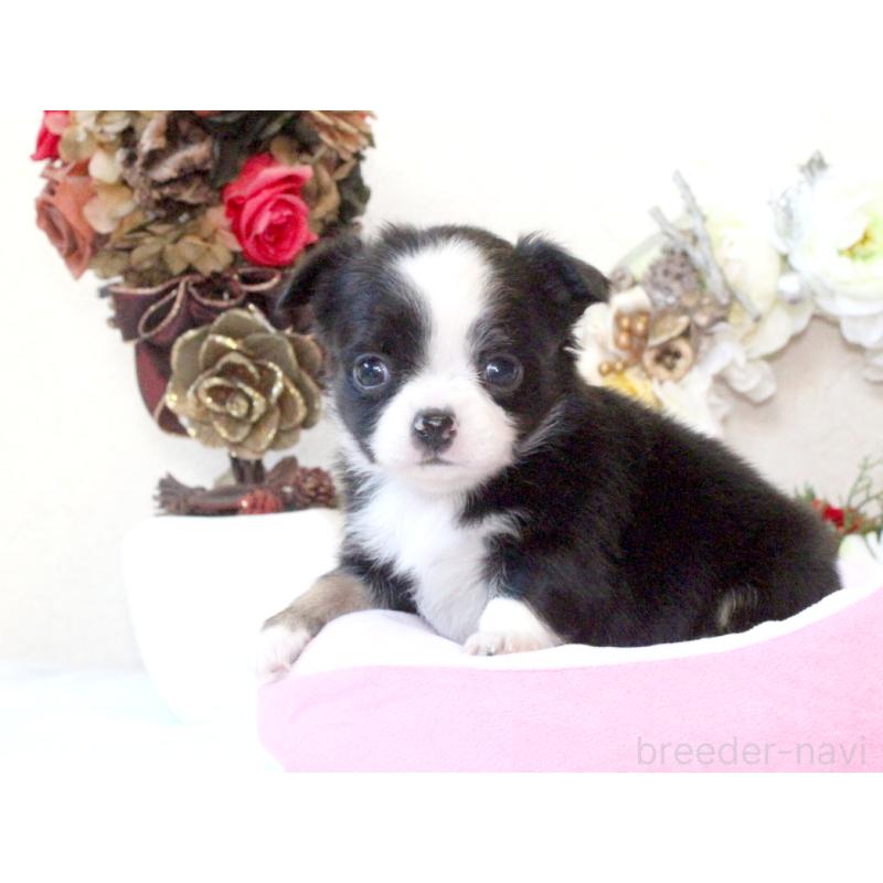 販売中の兵庫県のチワワ(ロングコート)-431029の10枚目