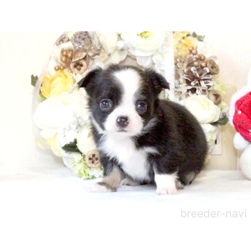 販売中の兵庫県のチワワ(ロングコート)-431029の9枚目