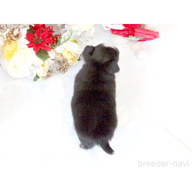 販売中の兵庫県のチワワ(ロングコート)-431029の8枚目