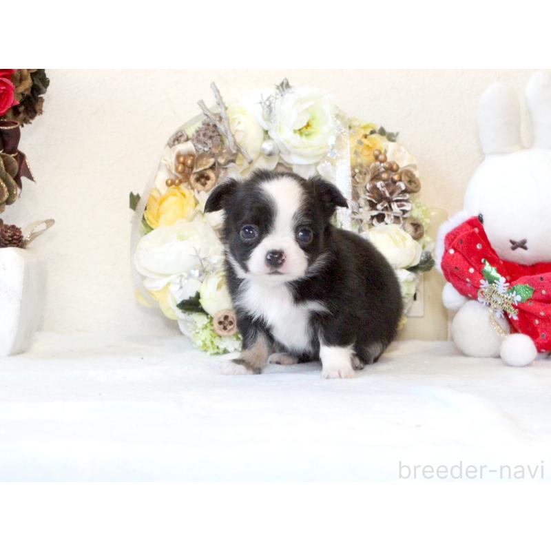 販売中の兵庫県のチワワ(ロングコート)-431029の7枚目