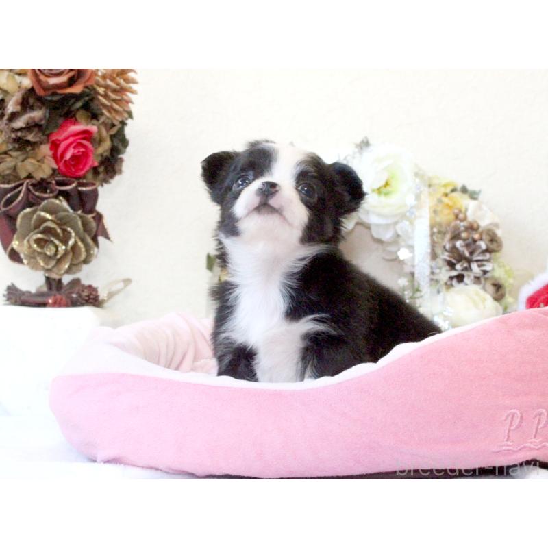 販売中の兵庫県のチワワ(ロングコート)-431029の6枚目