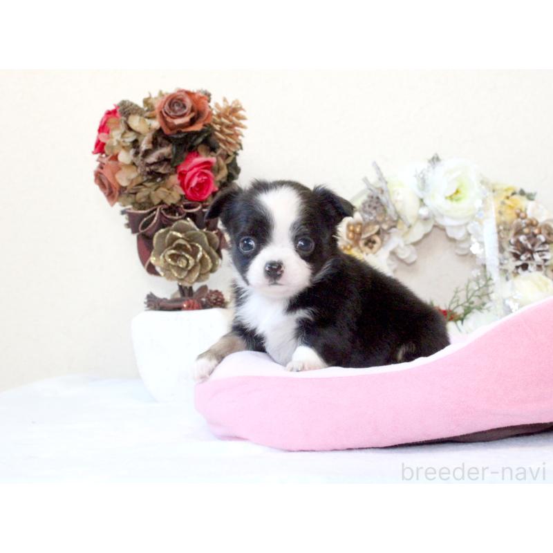 販売中の兵庫県のチワワ(ロングコート)-431029の5枚目