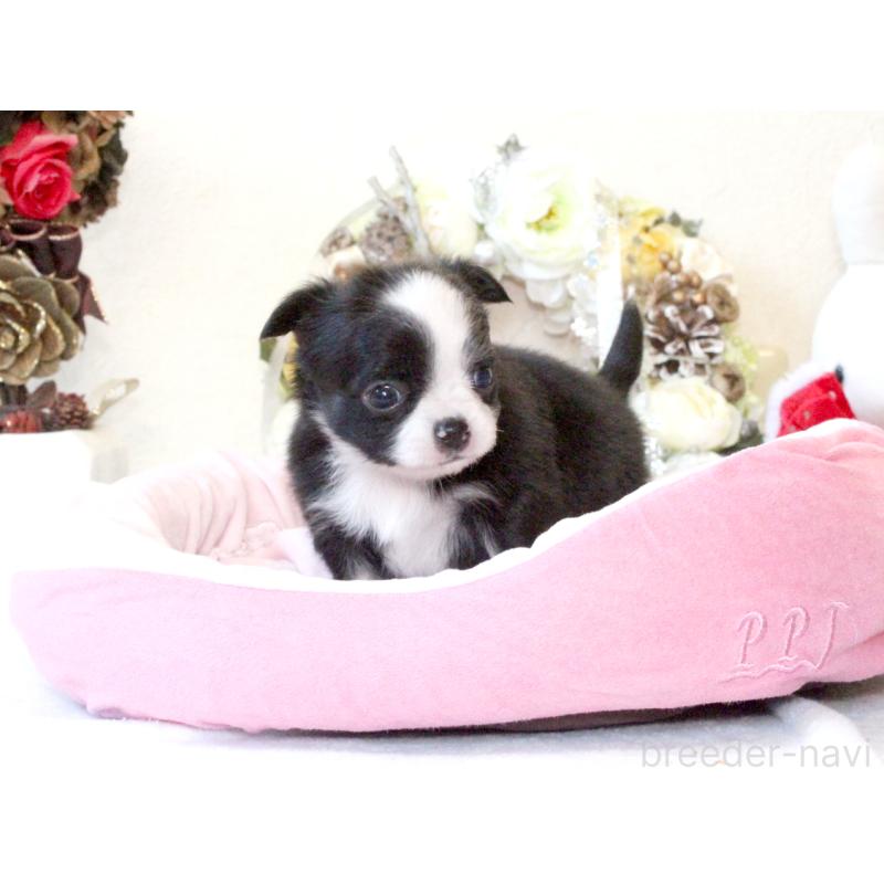 販売中の兵庫県のチワワ(ロングコート)-431029の4枚目