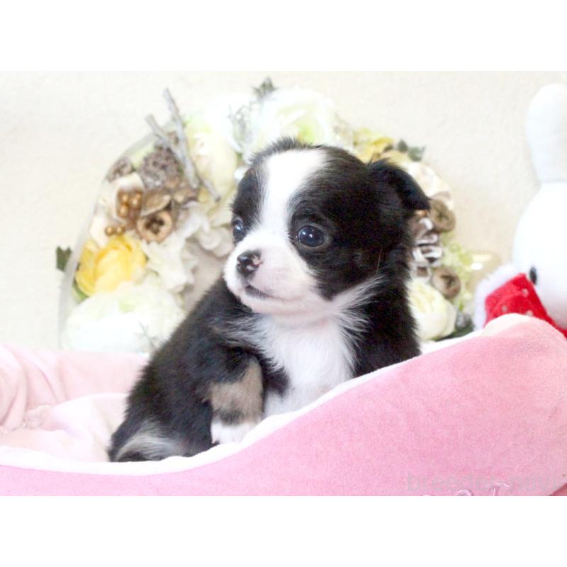 販売中の兵庫県のチワワ(ロングコート)-431029の3枚目