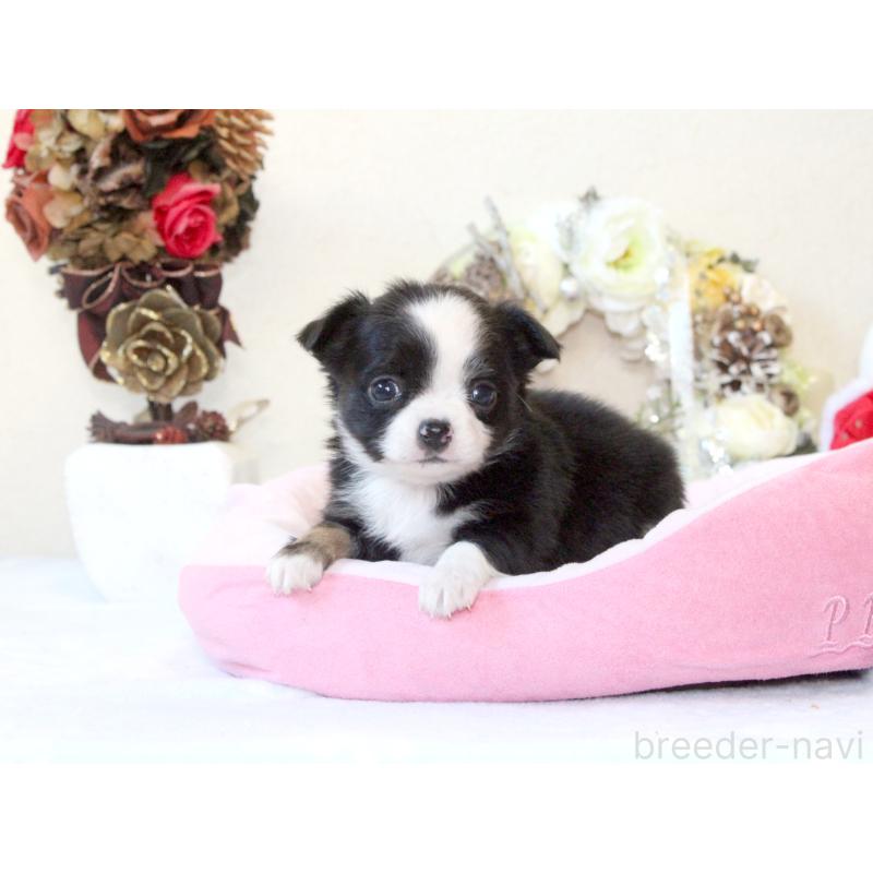 販売中の兵庫県のチワワ(ロングコート)-431029の2枚目