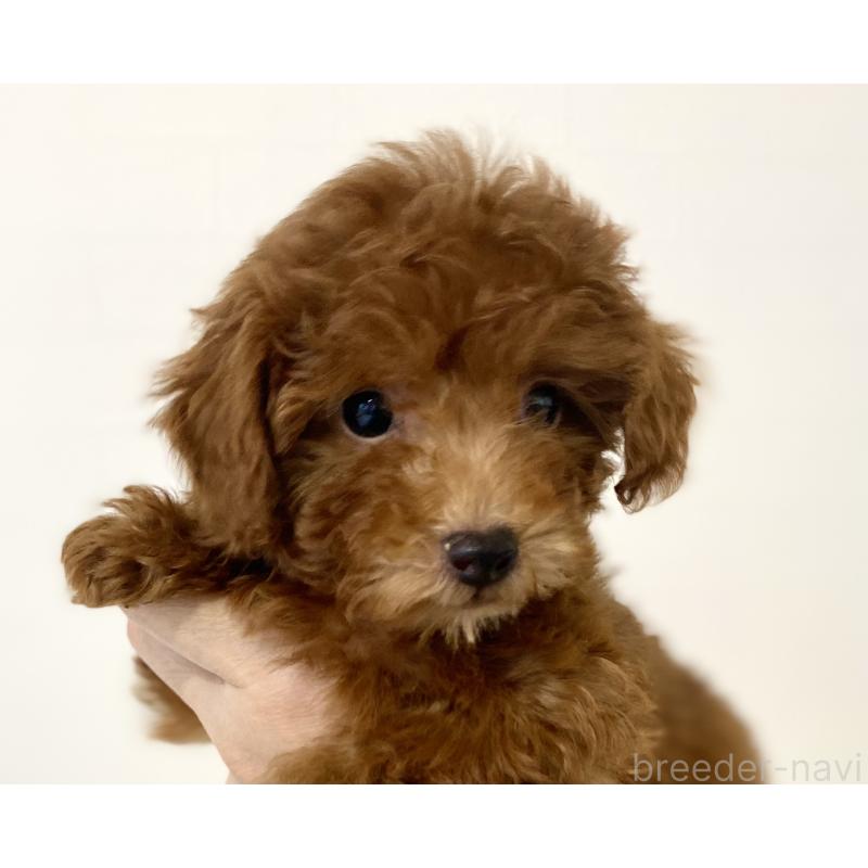 成約済の静岡県のトイプードル-427482の3枚目