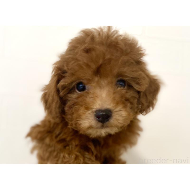 成約済の静岡県のトイプードル-427482の2枚目