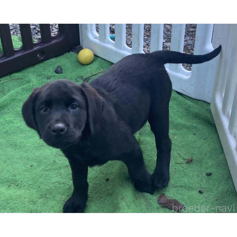 販売中の静岡県のラブラドールレトリーバー-422297の2枚目