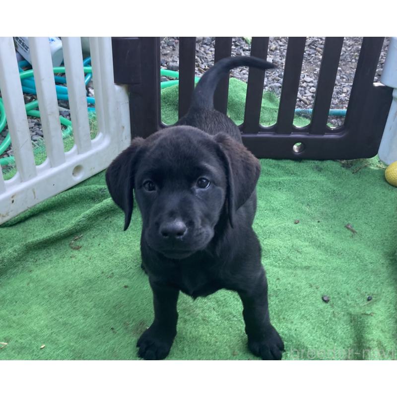 販売中の静岡県のラブラドールレトリーバー-422297