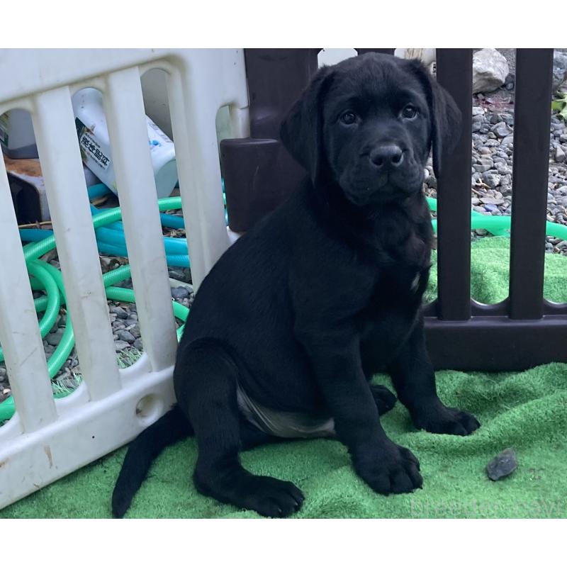 販売中の静岡県のラブラドールレトリーバー-422298の2枚目