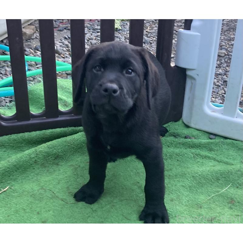 販売中の静岡県のラブラドールレトリーバー-422298の1枚目