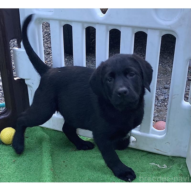 成約済の静岡県のラブラドールレトリーバー-422300の11枚目