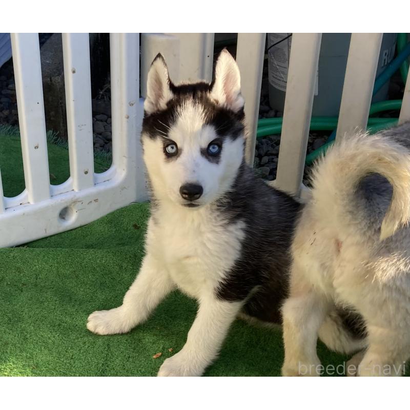 販売中の静岡県のシベリアンハスキー-425190