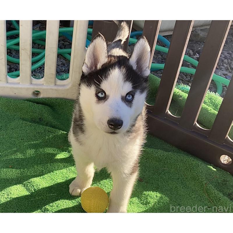 販売中の静岡県のシベリアンハスキー-425190