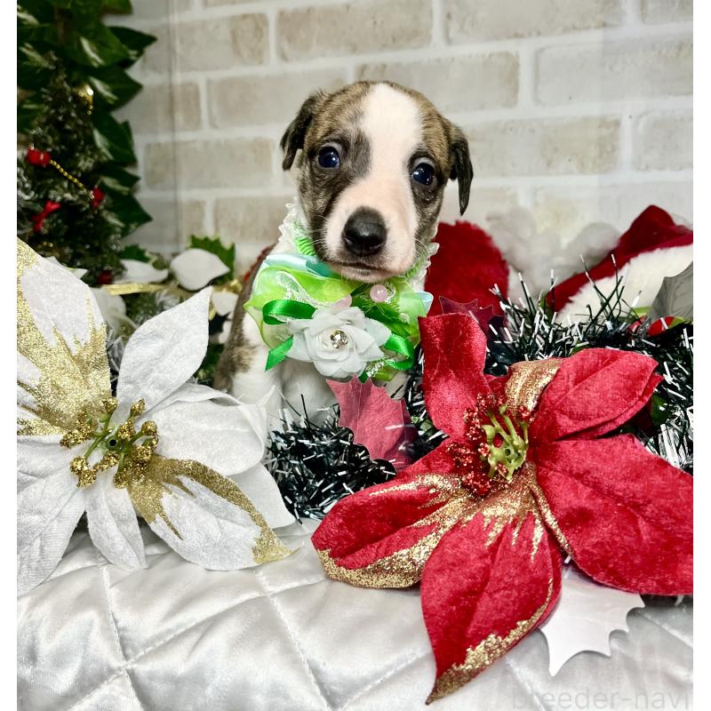 成約済の愛知県のウィペット-426397の2枚目