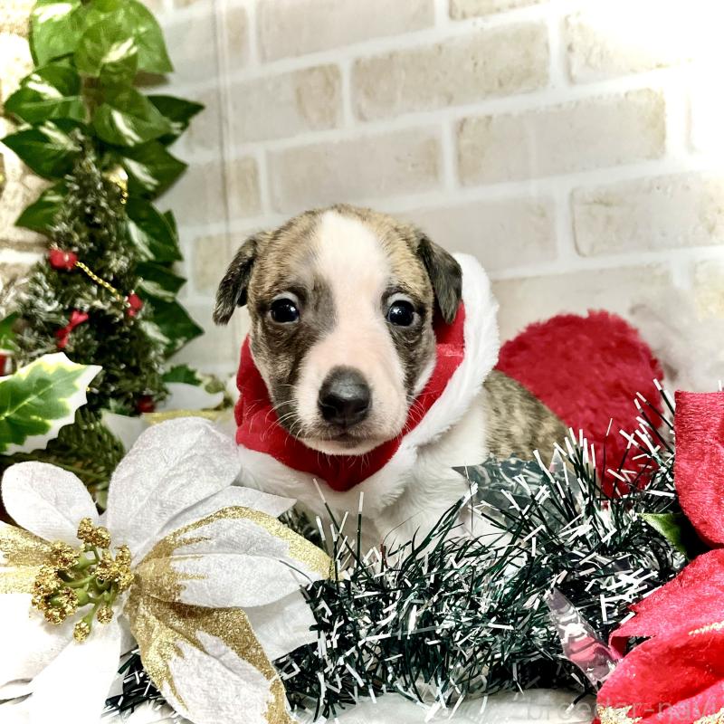 成約済ののウィペット-426397