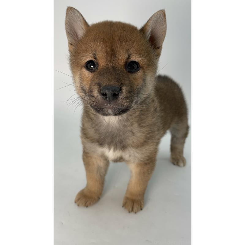 成約済の千葉県の柴犬-429981の15枚目