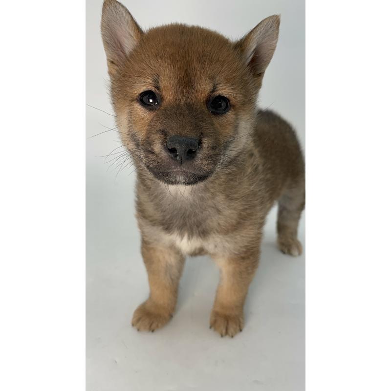 販売中の千葉県の柴犬-429981