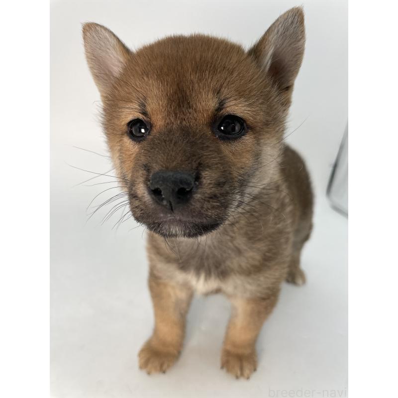 成約済の千葉県の柴犬-429981の13枚目