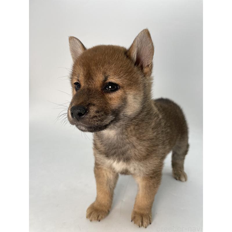 成約済の千葉県の柴犬-429981の12枚目