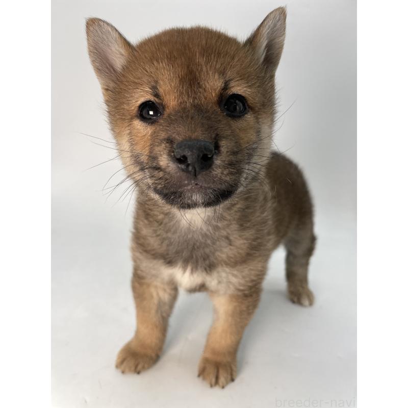 成約済の千葉県の柴犬-429981の11枚目