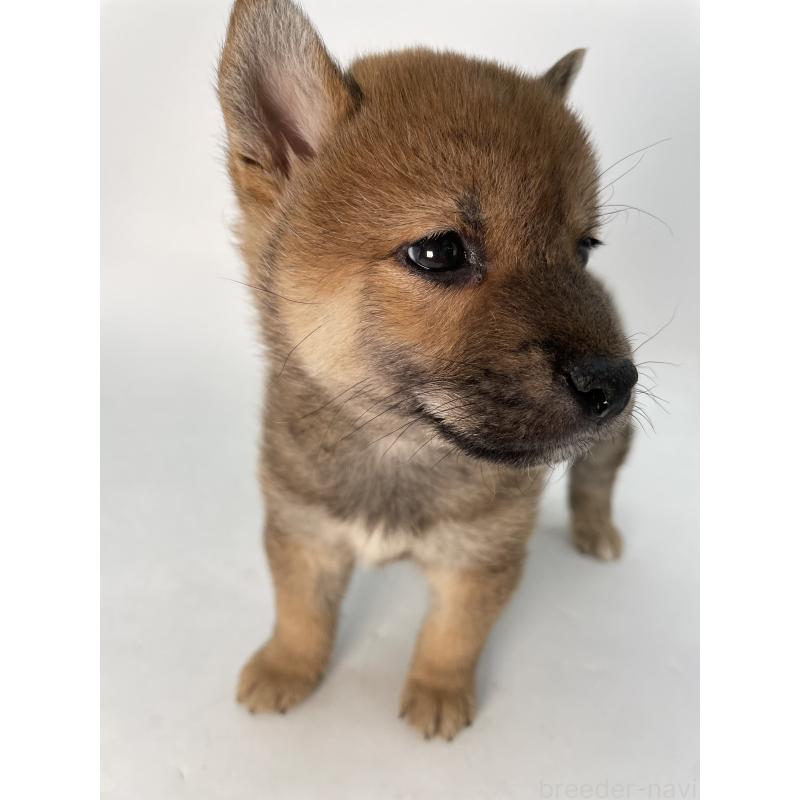 成約済の千葉県の柴犬-429981の10枚目