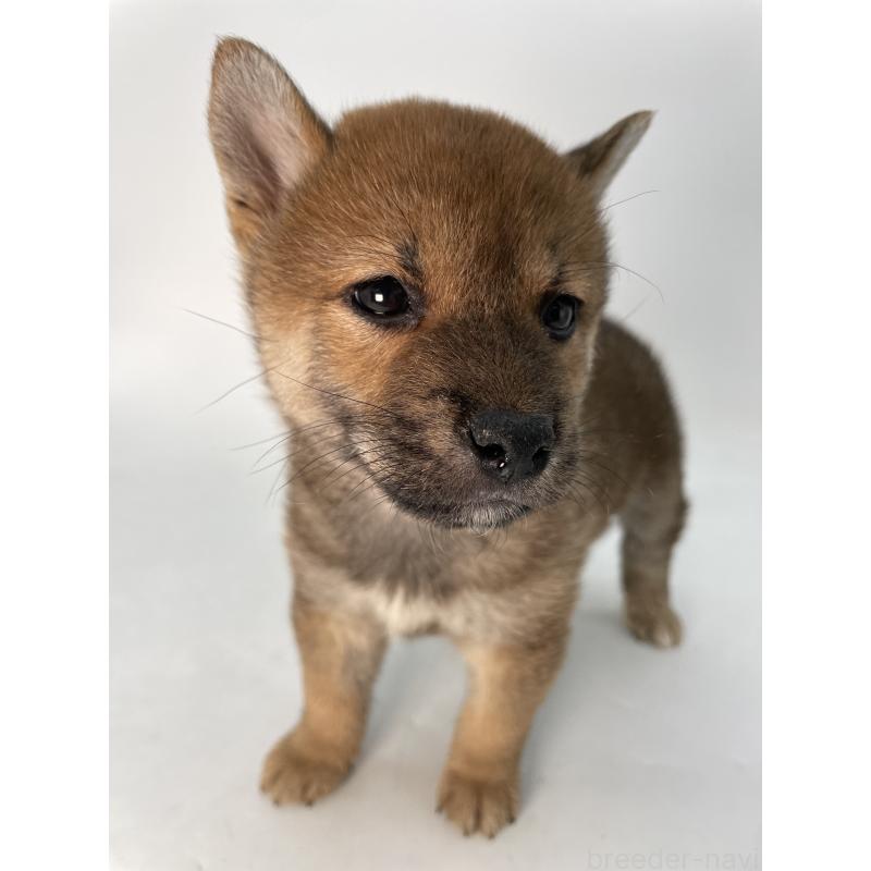 成約済の千葉県の柴犬-429981の9枚目