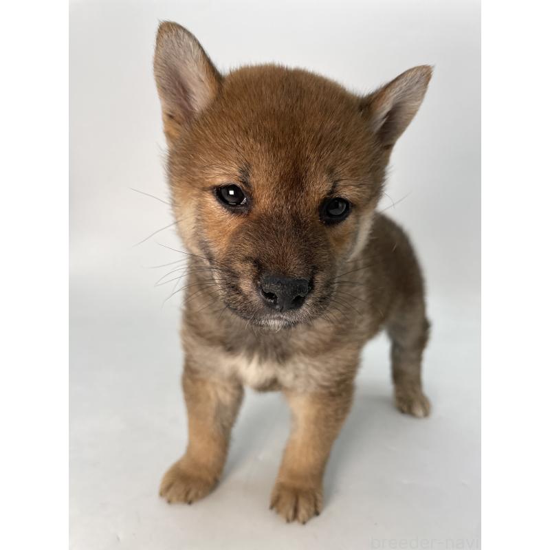 成約済の千葉県の柴犬-429981の8枚目