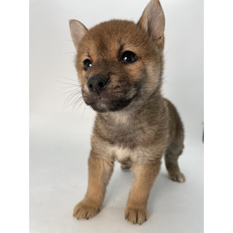 成約済の千葉県の柴犬-429981の7枚目