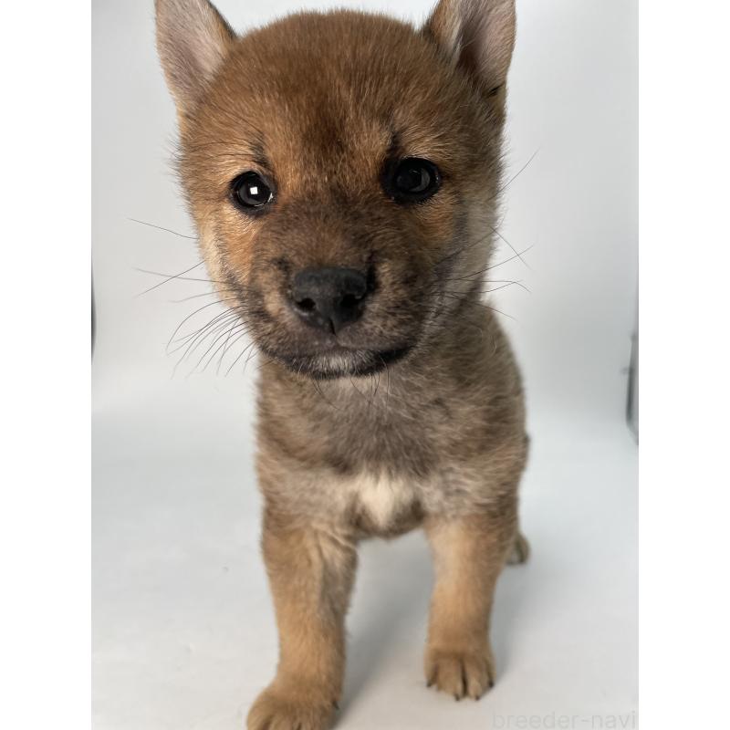 成約済の千葉県の柴犬-429981の6枚目