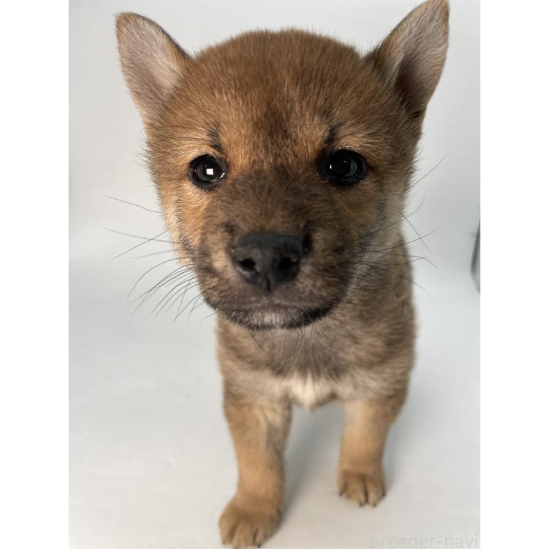 成約済の千葉県の柴犬-429981の5枚目