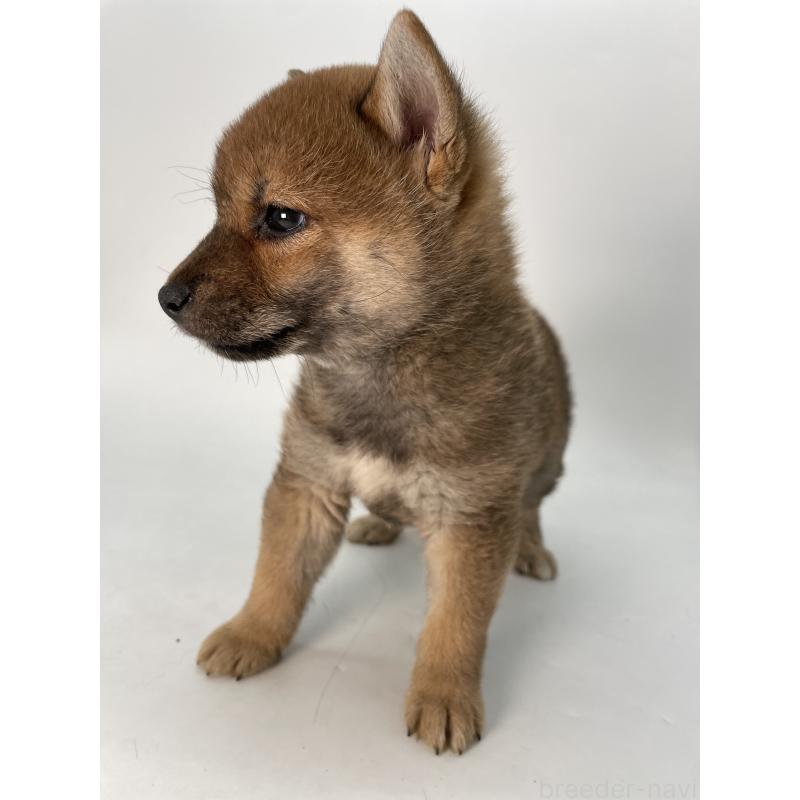 成約済の千葉県の柴犬-429981の3枚目